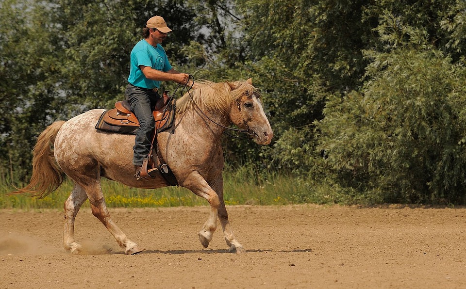 Appaloosa – Great equine